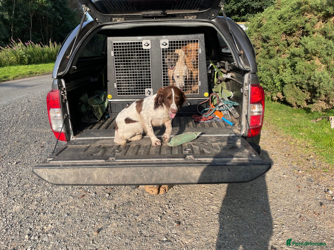 English Springer Spaniel dogs for sale: KC reg 10mth springer spaniel bitch  - Image 4