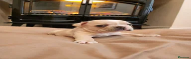 French Bulldog 2