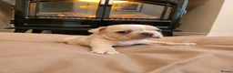 French Bulldog dogs for sale: Beautiful French Bulldog Puppies - Advert 5