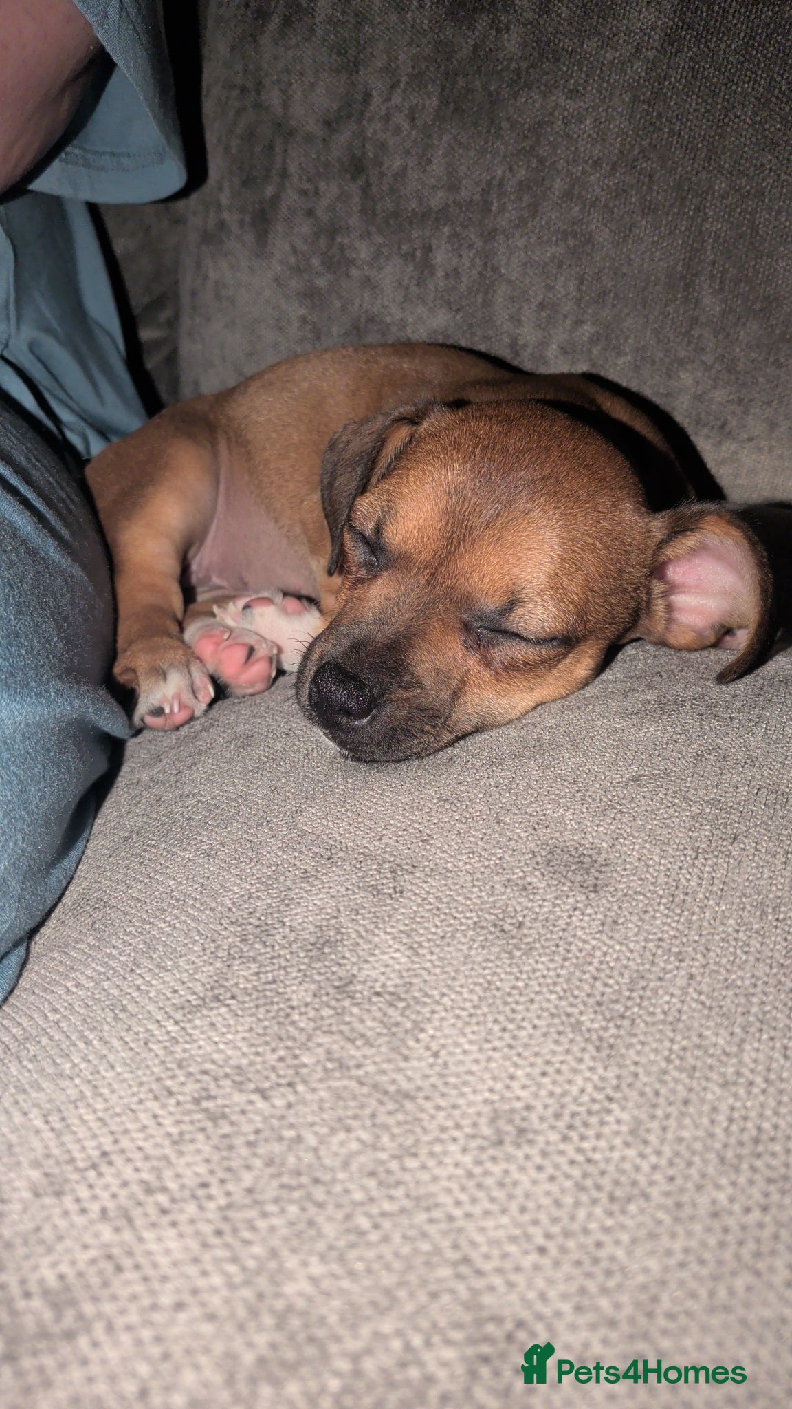 Mixed Breed dogs Ruby  - Advert 2