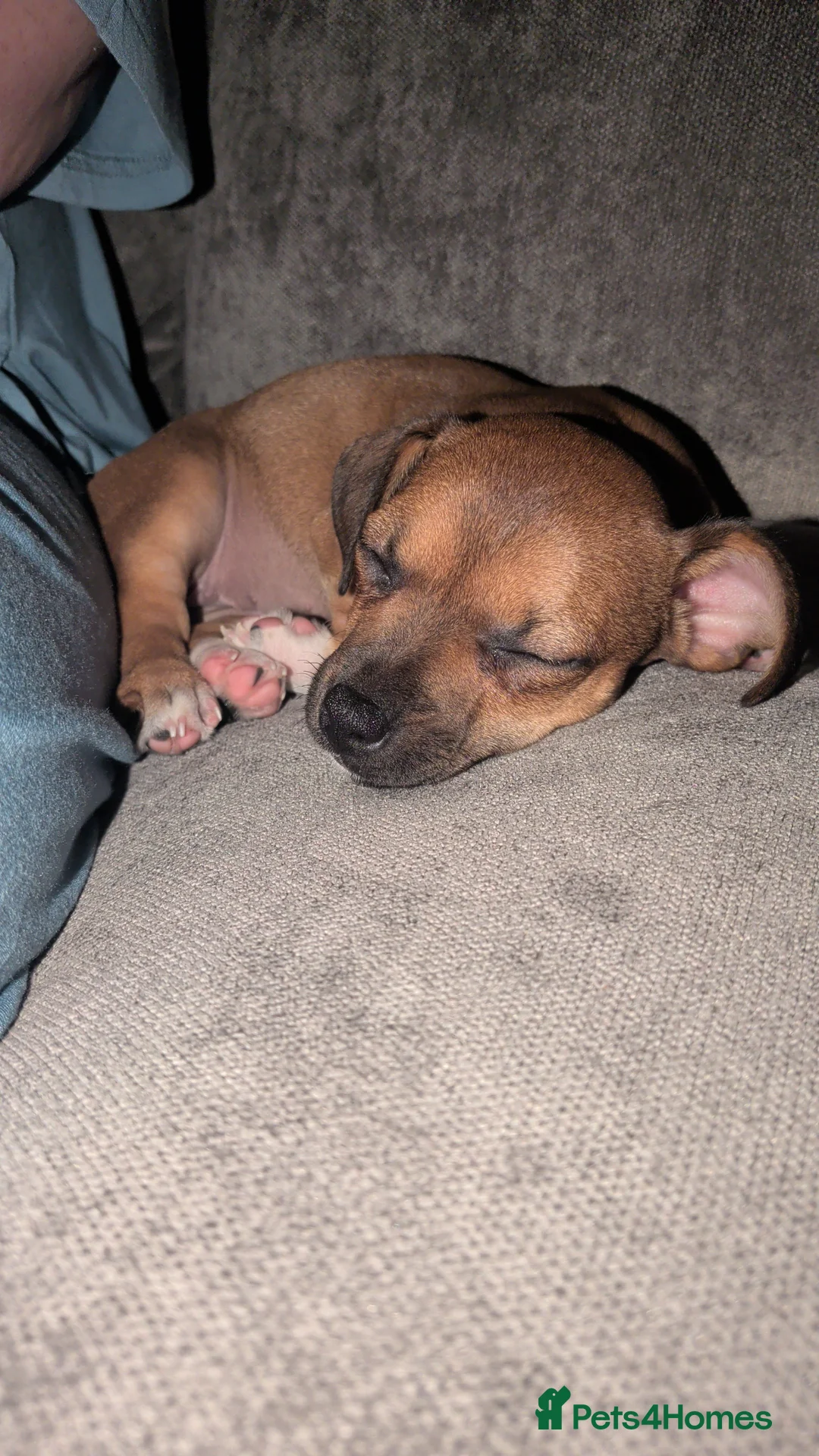 Mixed Breed dogs for sale: Ruby  - Advert 1
