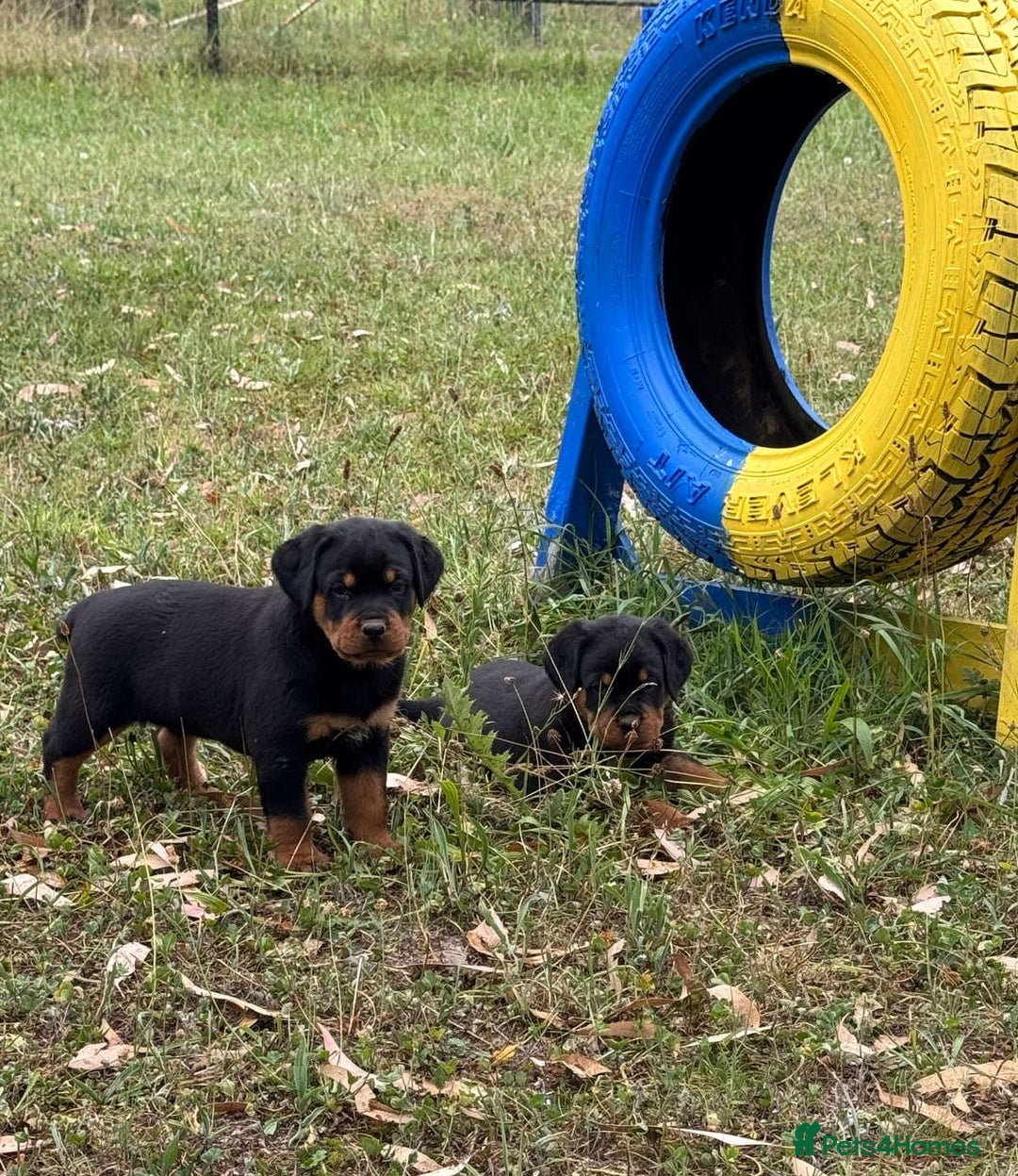 Rottweiler dogs for sale:  lovely chunky beautiful Rottweiler puppies - Advert 9