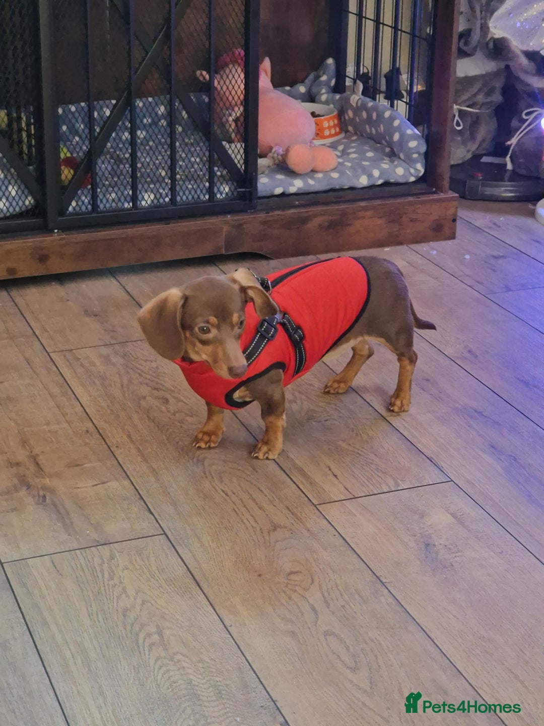Dachshund dogs for sale: 6 month old dachshund puppy  - Advert 6