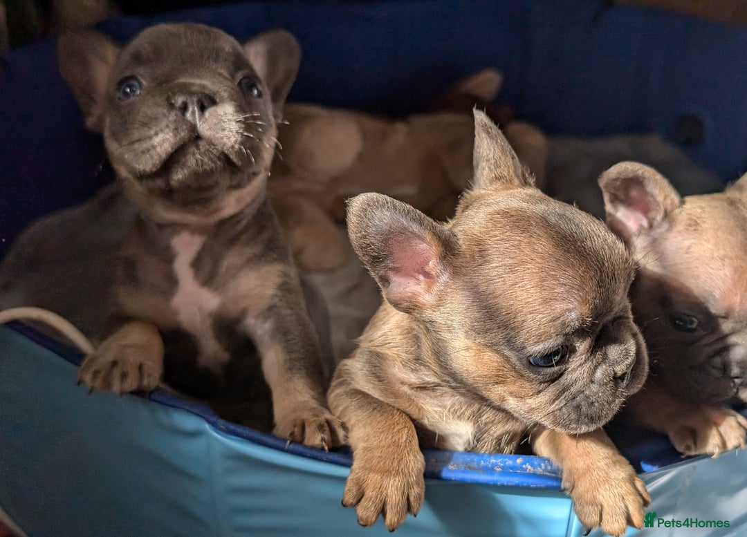 French Bulldog dogs for sale: Reduced! French bulldog male puppy  - Image 10