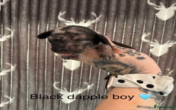 Dachshund dogs for sale: Tweenie dachshund puppies  - Image 8