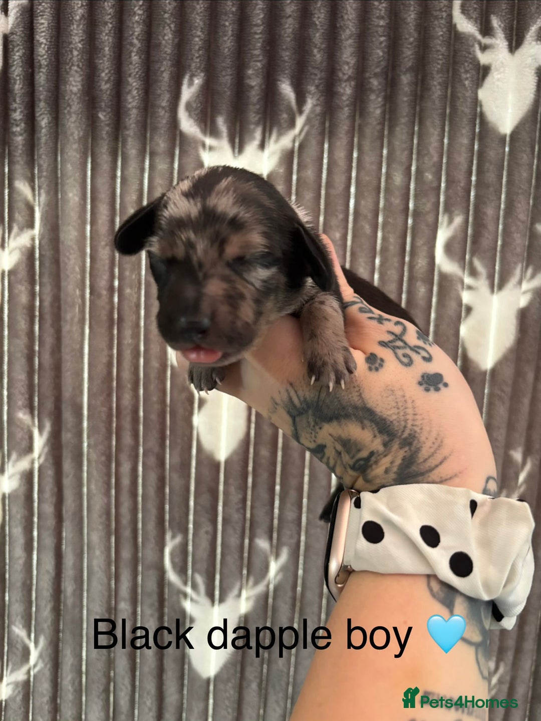 Dachshund dogs for sale: Tweenie dachshund puppies  - Image 8