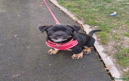 Rottweiler dogs for stud: Rottweiler cross for stud - Image 7