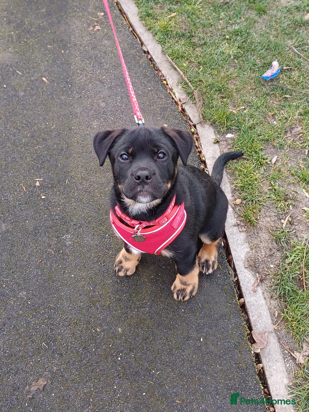 Rottweiler dogs for stud: Rottweiler cross for stud - Image 7
