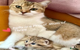 British Shorthair cats for sale: Kittens ready to leave  - Image 3