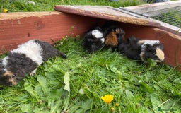 Guinea Pig rodents for sale: 4 baby male guinepigs  - Image 3