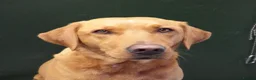 Labrador Retriever dogs for sale: Fox Red Labrador Puppies for sale - Advert 4