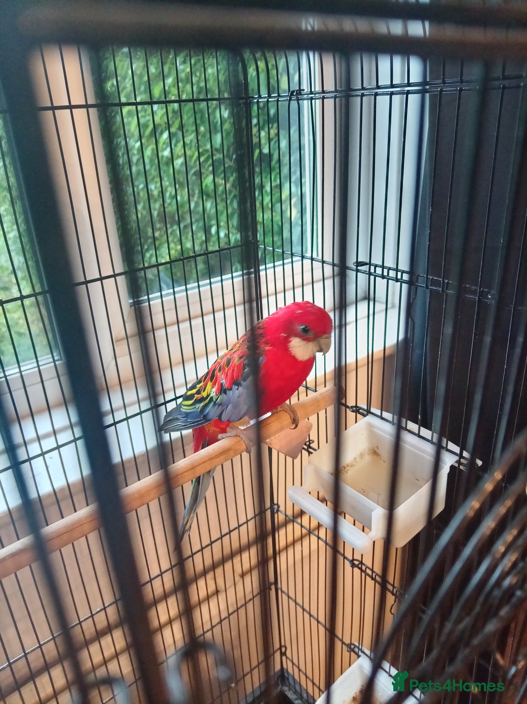 Parrots birds for sale: Rosella male parrot - Image 7