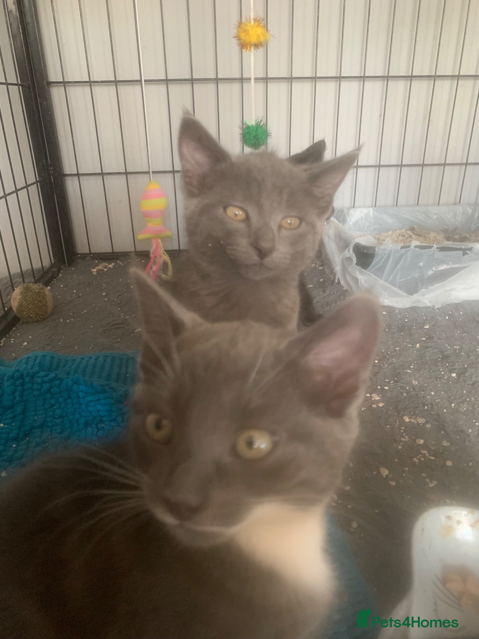 Mixed Breed cats Adorable kittens  - Advert 9