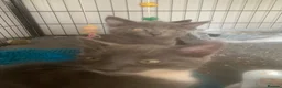 Mixed Breed cats for sale: Adorable kittens  - Advert 1