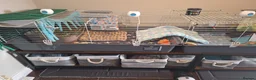 Guinea Pig rodents for sale: 1 Neutered Boy and 1 Girl Bonded Pair Guinea Pigs - Advert 12