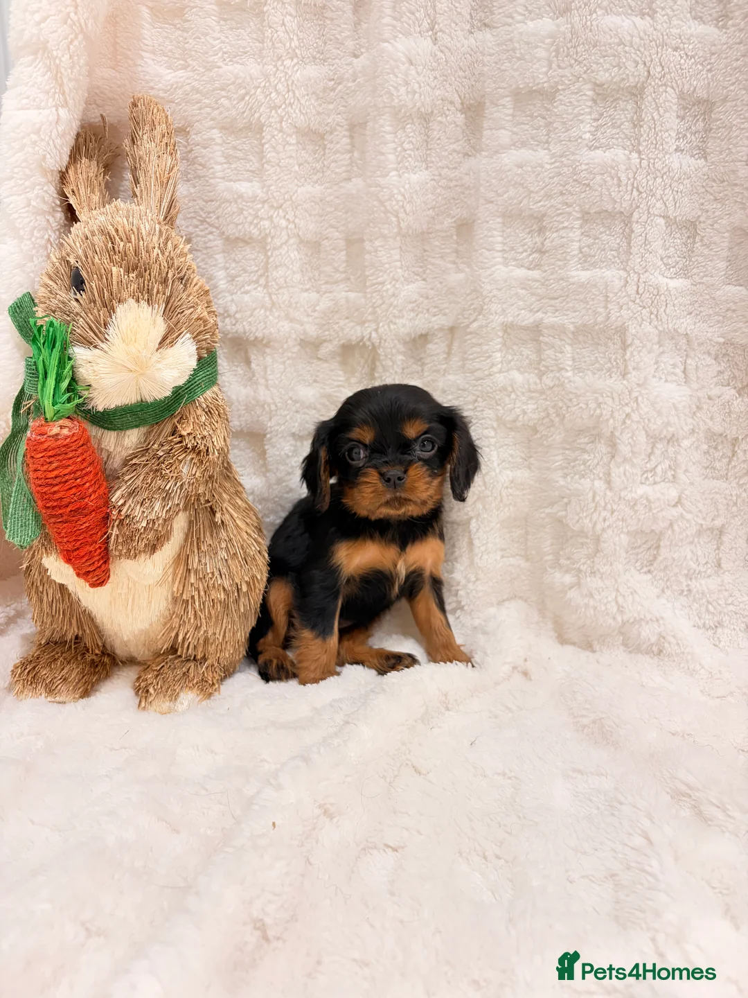 Cavalier King Charles Spaniel dogs for sale: Cavalier King Charles spaniel - Advert 3
