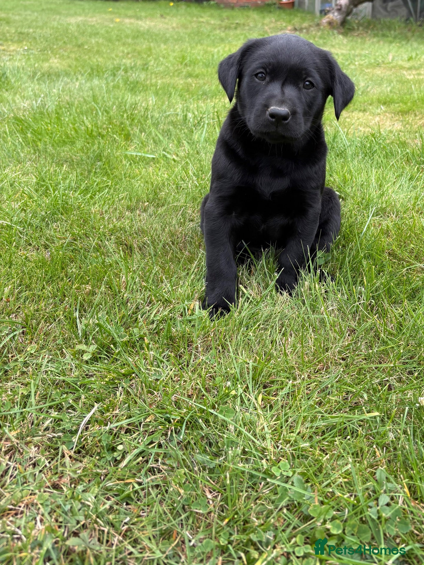 Labrador Retriever dogs Handsome Labrador dogs available  - Advert 1