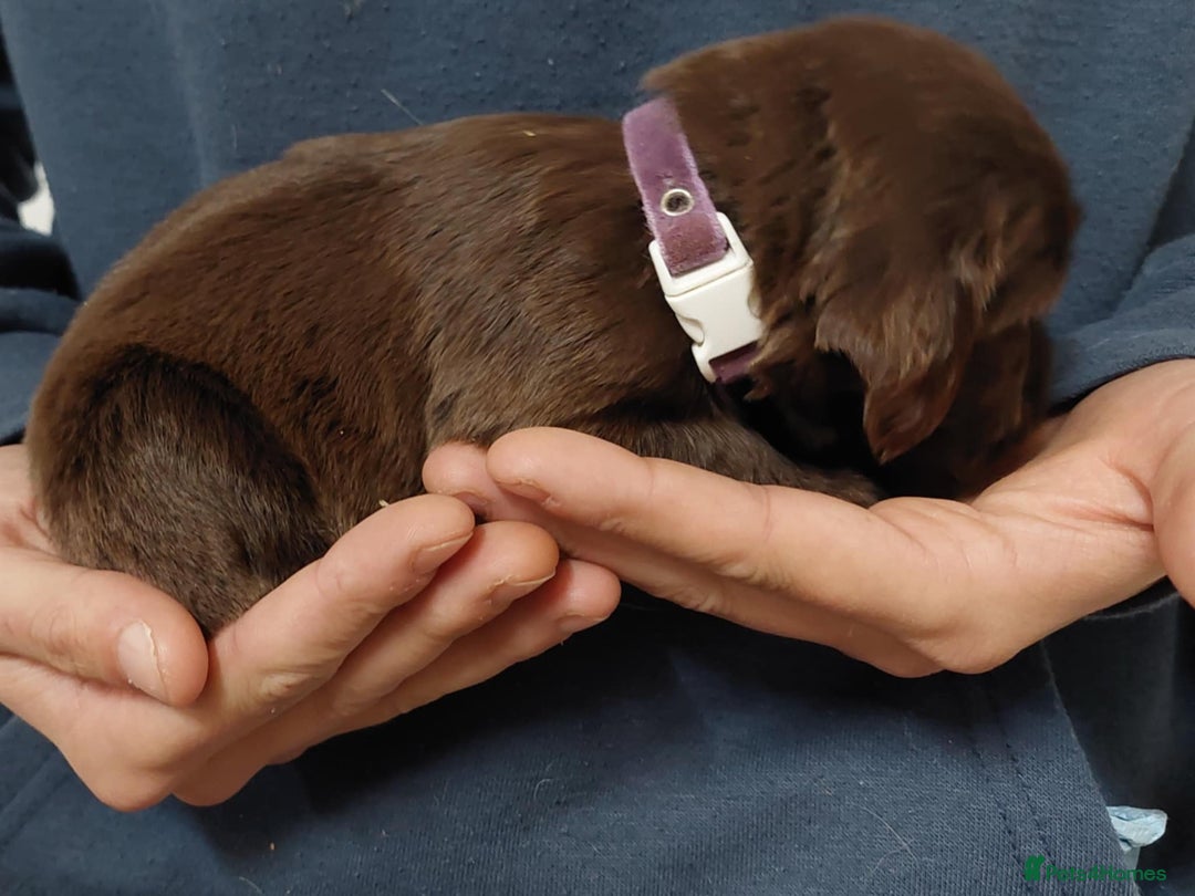 Sprocker dogs for sale: Sprocker ( Springer x Cocker ) pups for sale - Image 6
