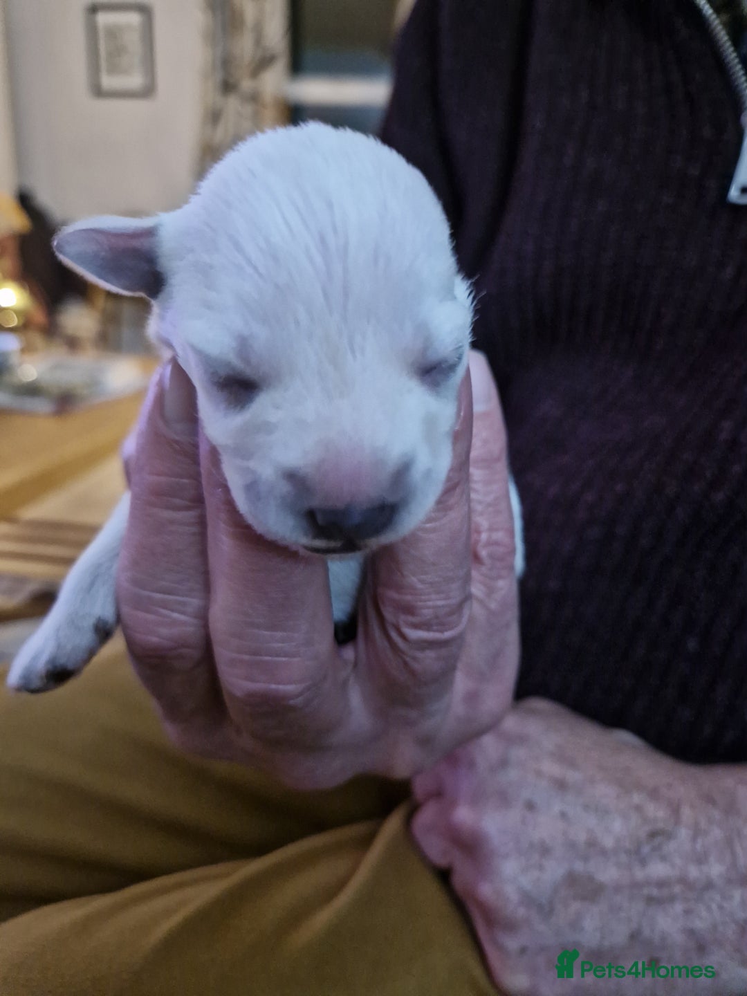 Miniature Schnauzer dogs for sale: Superb KC white minature schnauzer puppies  - Advert 10