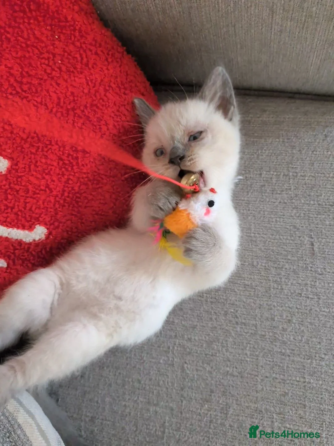 Mixed Breed cats for sale: Mainecoon x British short hair kittens - Advert 2