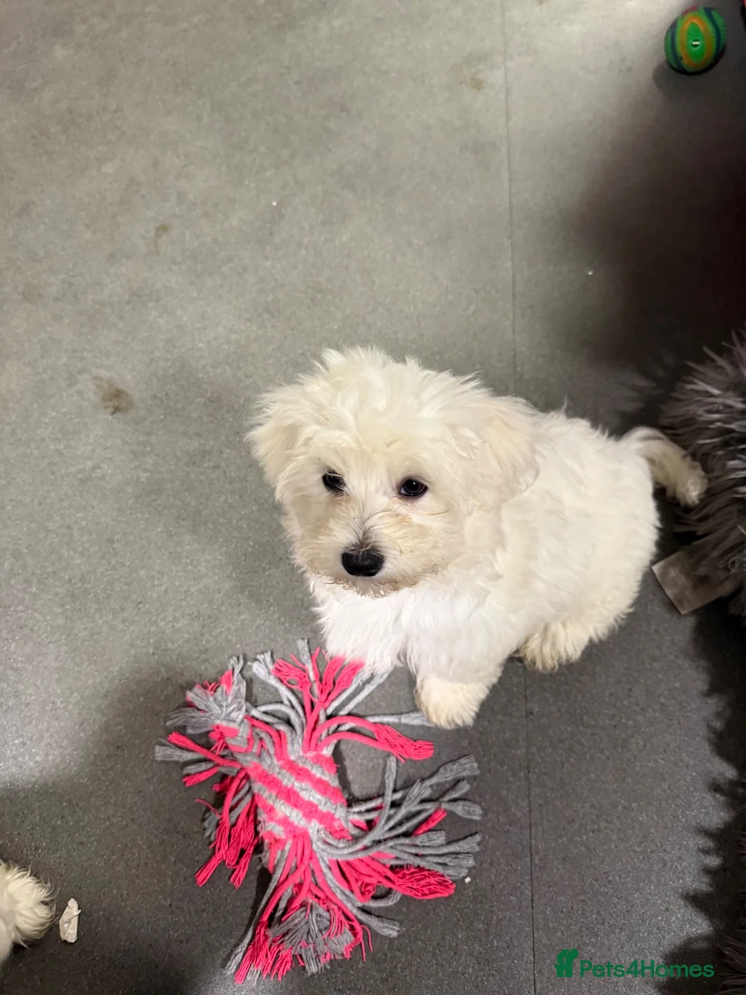 Maltese dogs for sale: Bichon Maltese  - Advert 2