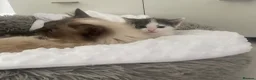 Mixed Breed cats for sale: Affectionate, Playful Ragdoll Cross Kittens - Advert 6