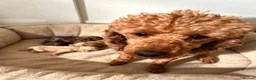 Poodle dogs for sale: Miniature poodle pups dna clear merle and apricot in Alford - Advert 23