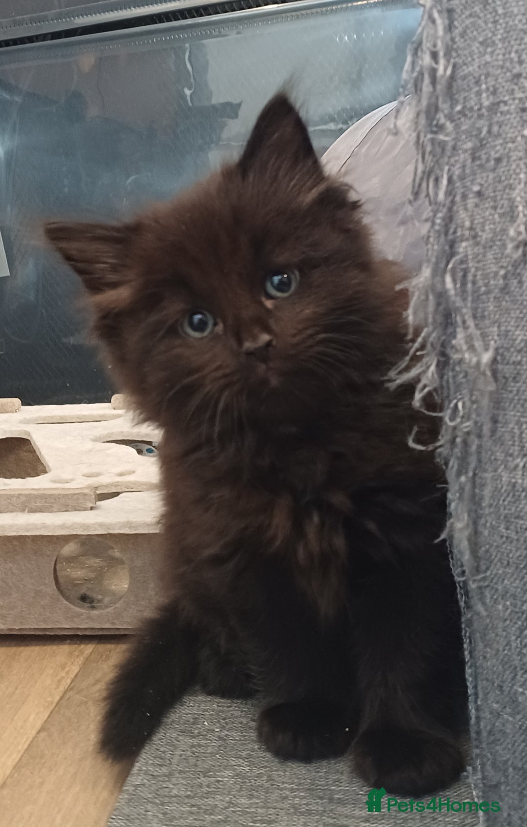 Mixed Breed cats for sale: Only 1 Black Girl and 1 Black boy left! - Advert 6