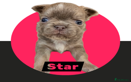 Chihuahua dogs for sale: Chihuahua - Amazing Fluffy boys and girls - Advert 3