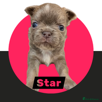 Chihuahua dogs Chihuahua - Amazing Fluffy boys and girls - Advert 3