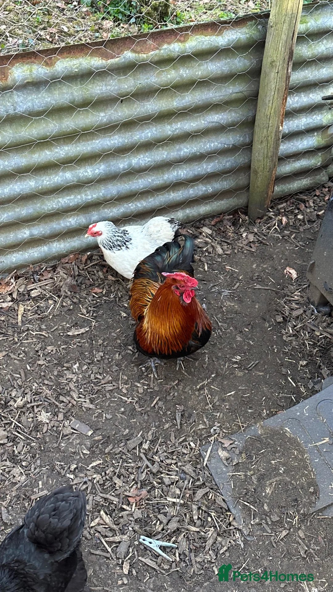 Chickens poultry for sale: Mixed colour Pekin bantam hatching eggs x6 in Tewkesbury - Advert 1