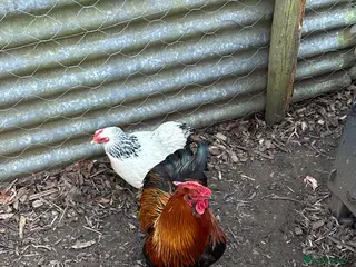 Chickens poultry Mixed colour Pekin bantam hatching eggs x6 - Advert 4