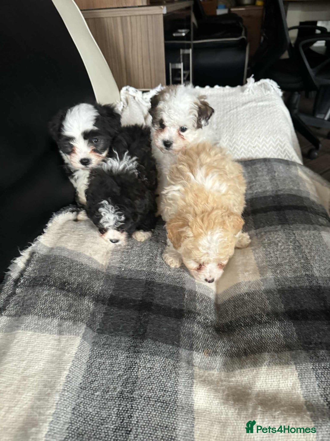 Mixed Breed dogs for sale: Bichon Maltese mix  - Advert 12
