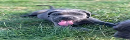 Cane Corso dogs for sale: Cane corso puppies / READY TO LEAVE NOW! in Southampton - Advert 7