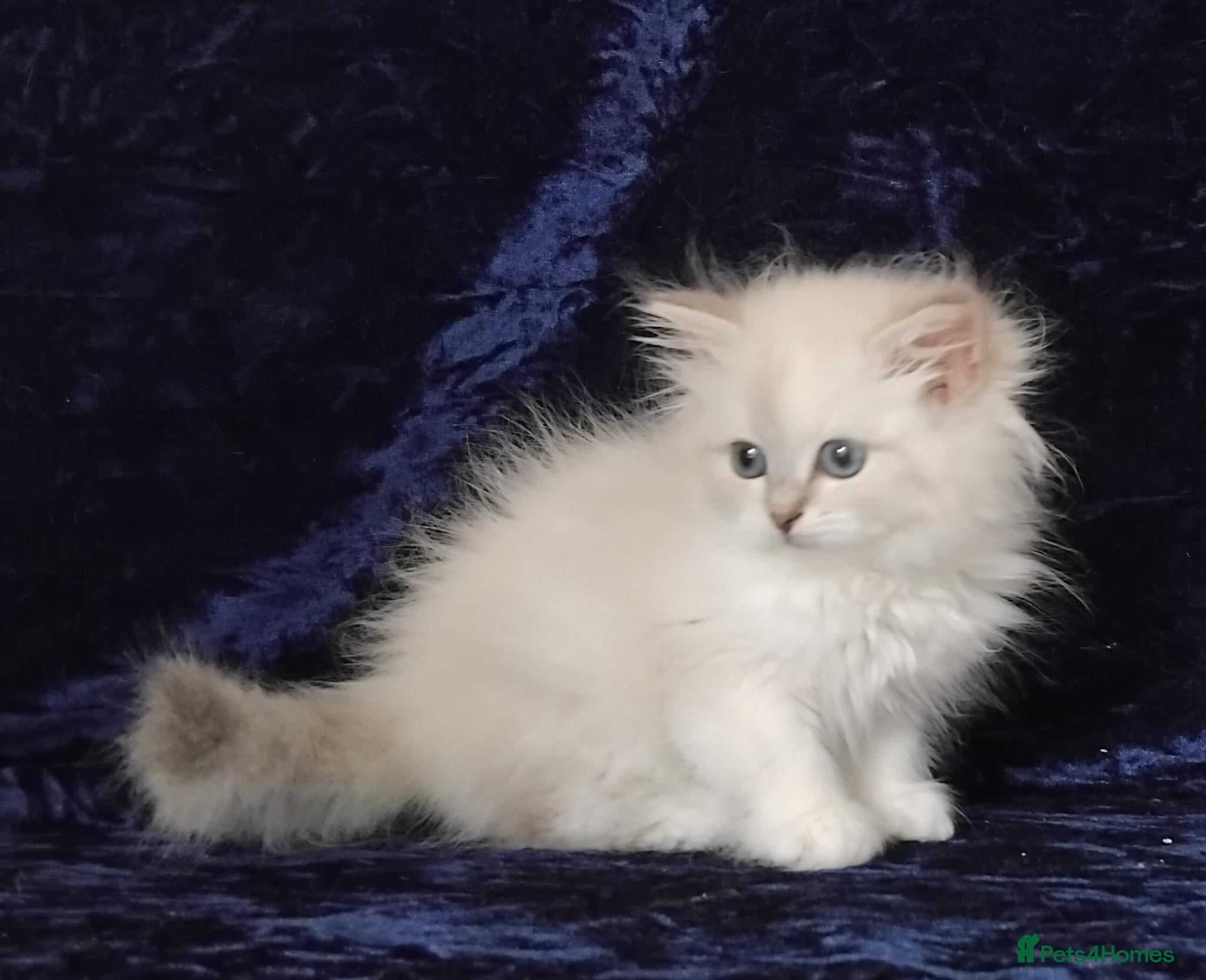 Siberian cats GCCF Registered Siberian Kitten For Sale  - Advert 1