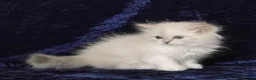 Siberian cats for sale: GCCF Registered Siberian Kitten For Sale  - Advert 9