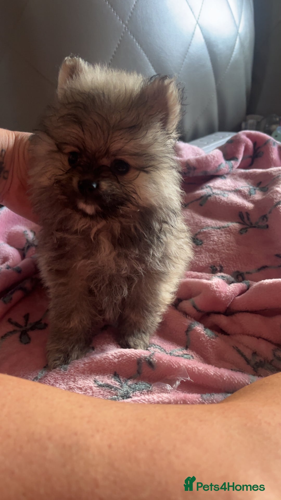 Pomeranian dogs for sale: Pomeranian  - Image 2