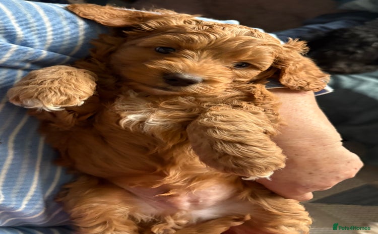 Cockapoo dogs - Advert 13