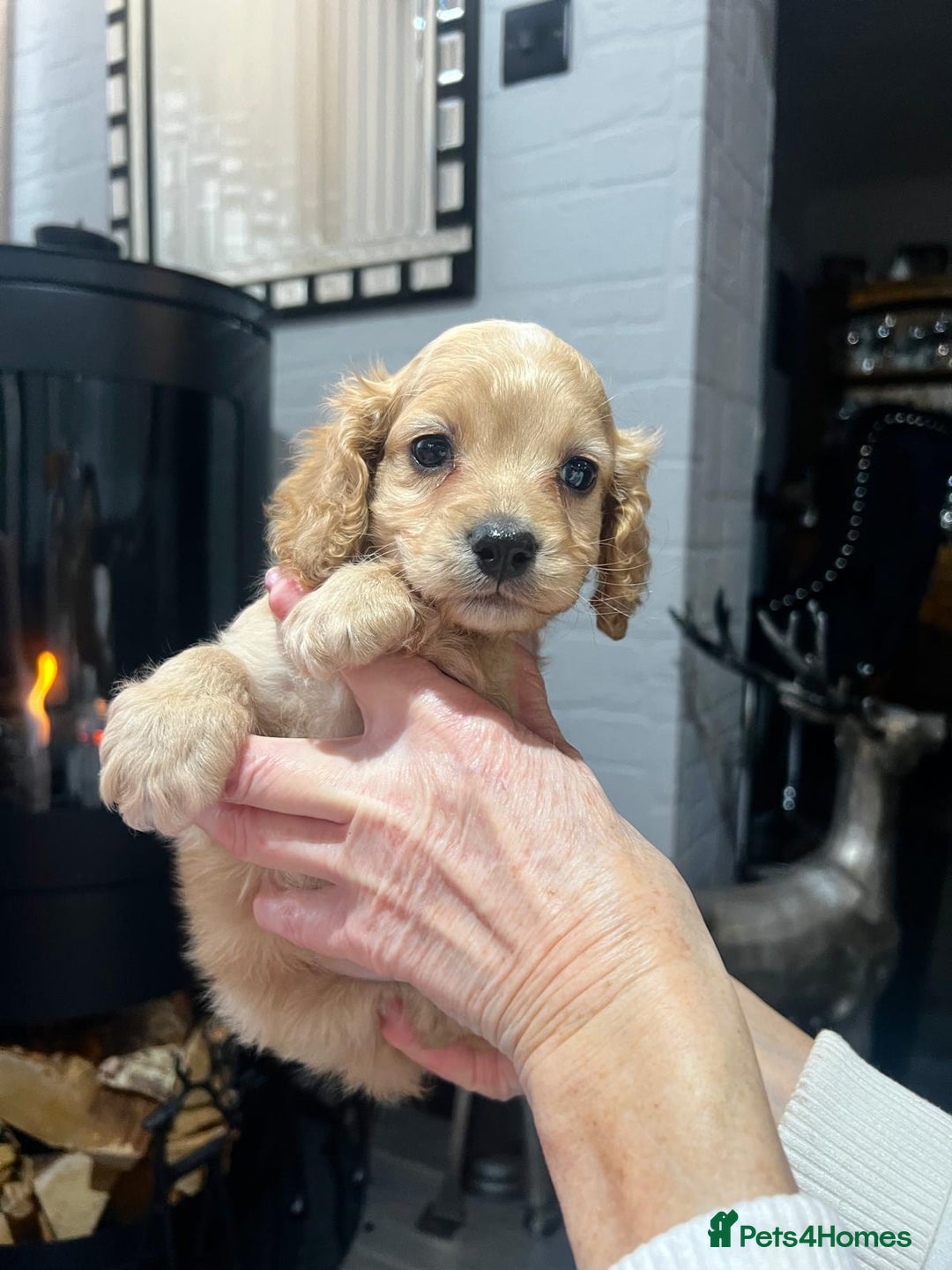 Cockapoo dogs for sale: Tiny cockerpoo pups - Advert 12