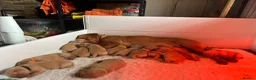 Labrador Retriever dogs for sale: Fox red Labradors puppy  in Yelverton - Advert 3