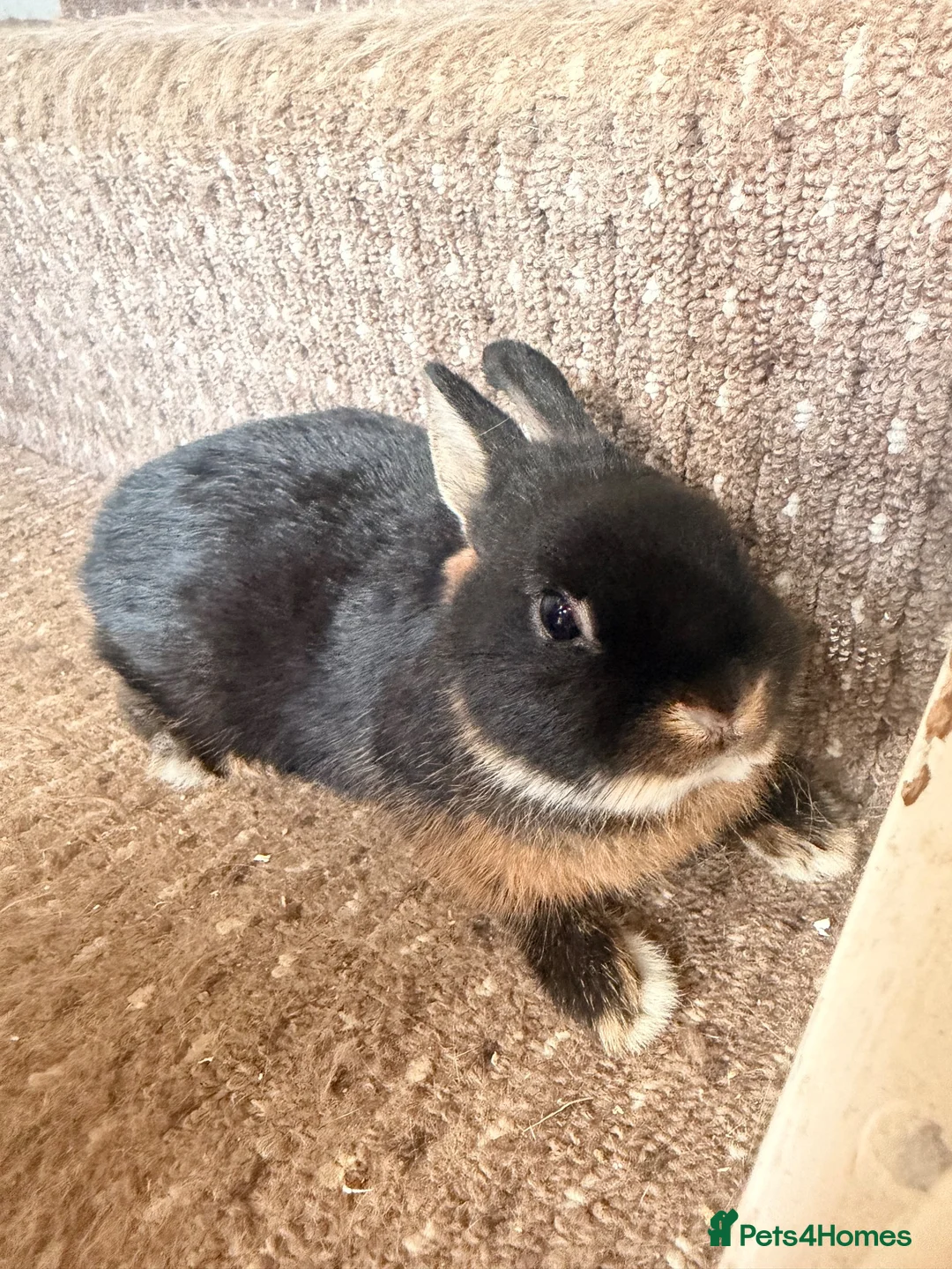 Netherland Dwarf rabbits for sale:  Beautiful Black Otter Netherland Dwarf  in Lewes - Advert 2