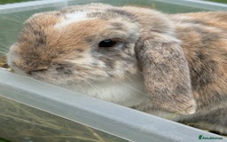Mini Lop rabbits for sale: Looking for new home  - Advert 6