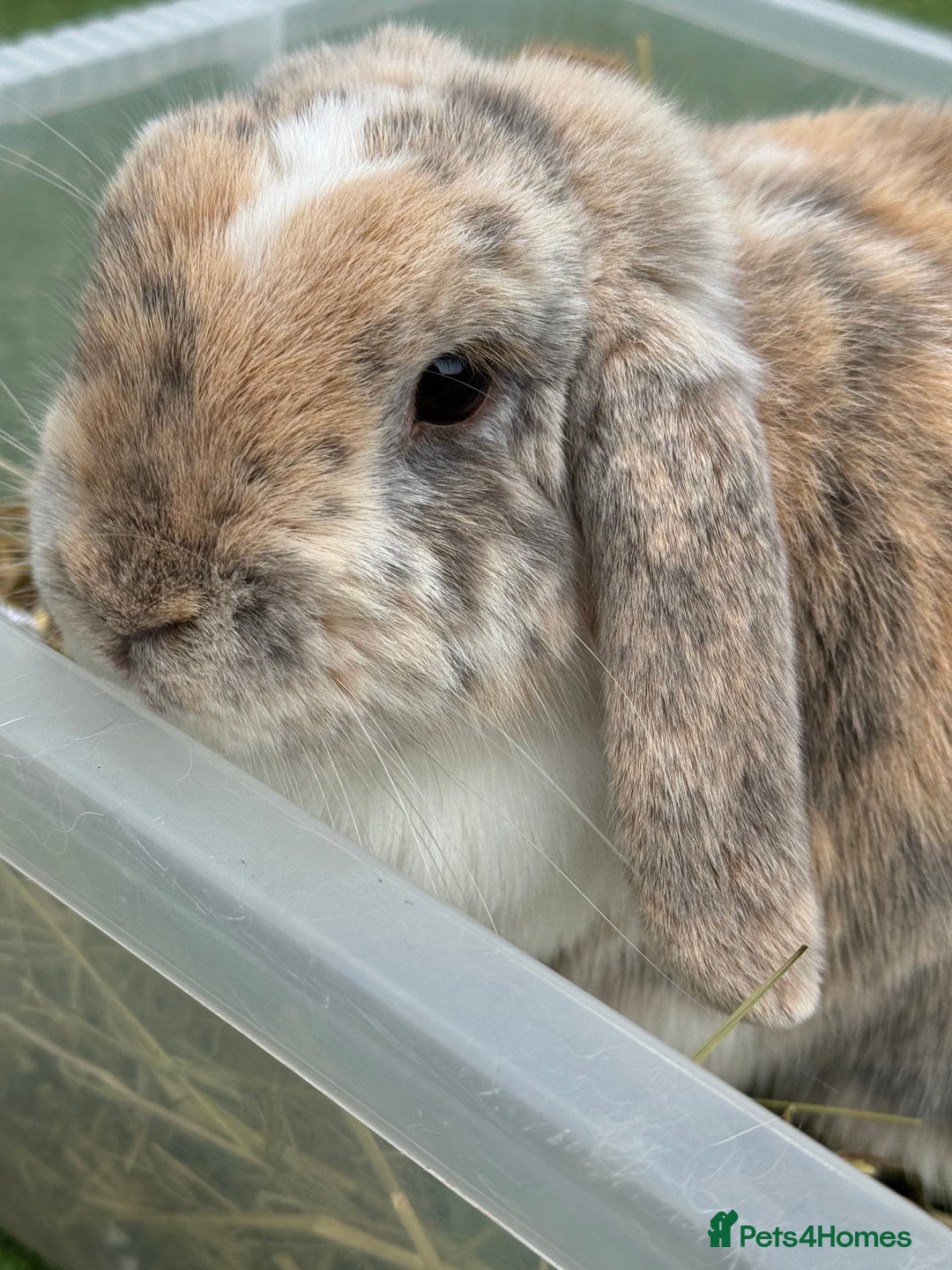 Mini Lop rabbits for sale: Looking for new home  - Advert 6