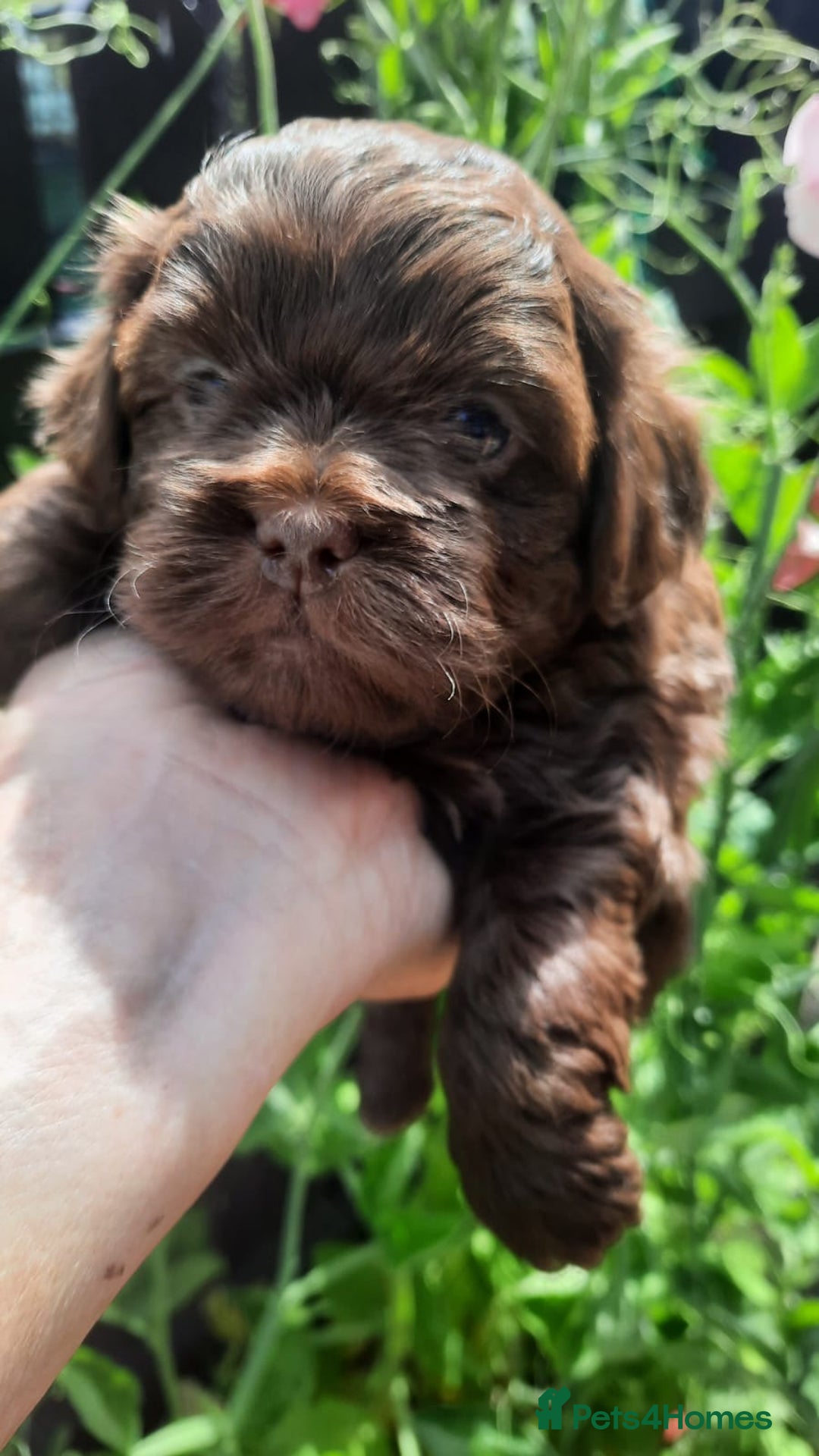 Shihpoo dogs for sale: Chocolate Toy Shipoo pups - Image 19