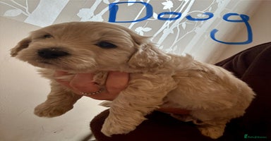 Poochon dogs - Advert 16