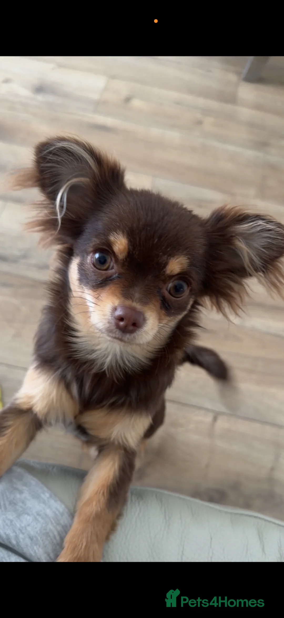 Chihuahua dogs for sale: *6 months old* female chihuahua long coat  - Advert 2