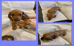 Dachshund dogs for sale: Standard dachshund puppies in Crawley - Image 10