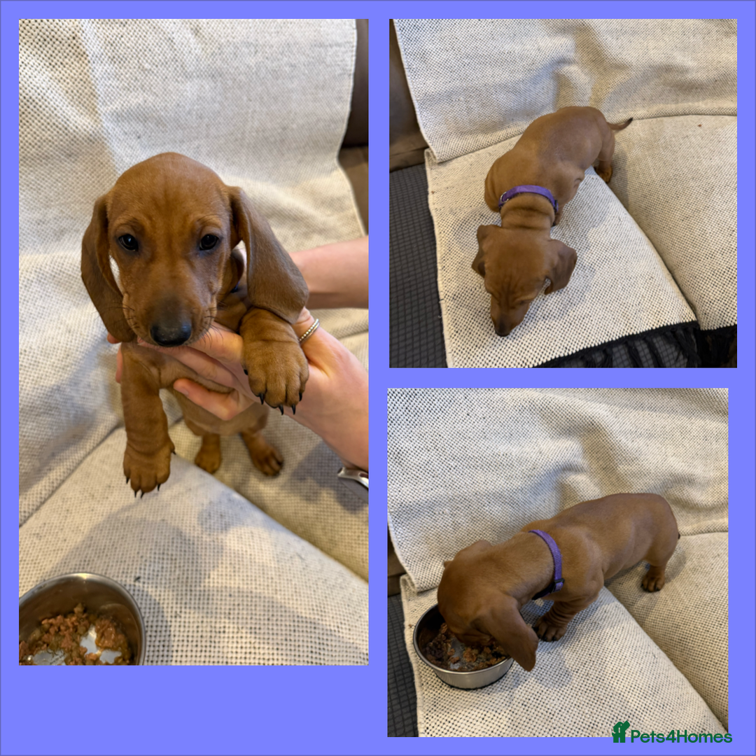Dachshund dogs for sale: Standard dachshund puppies in Crawley - Image 10