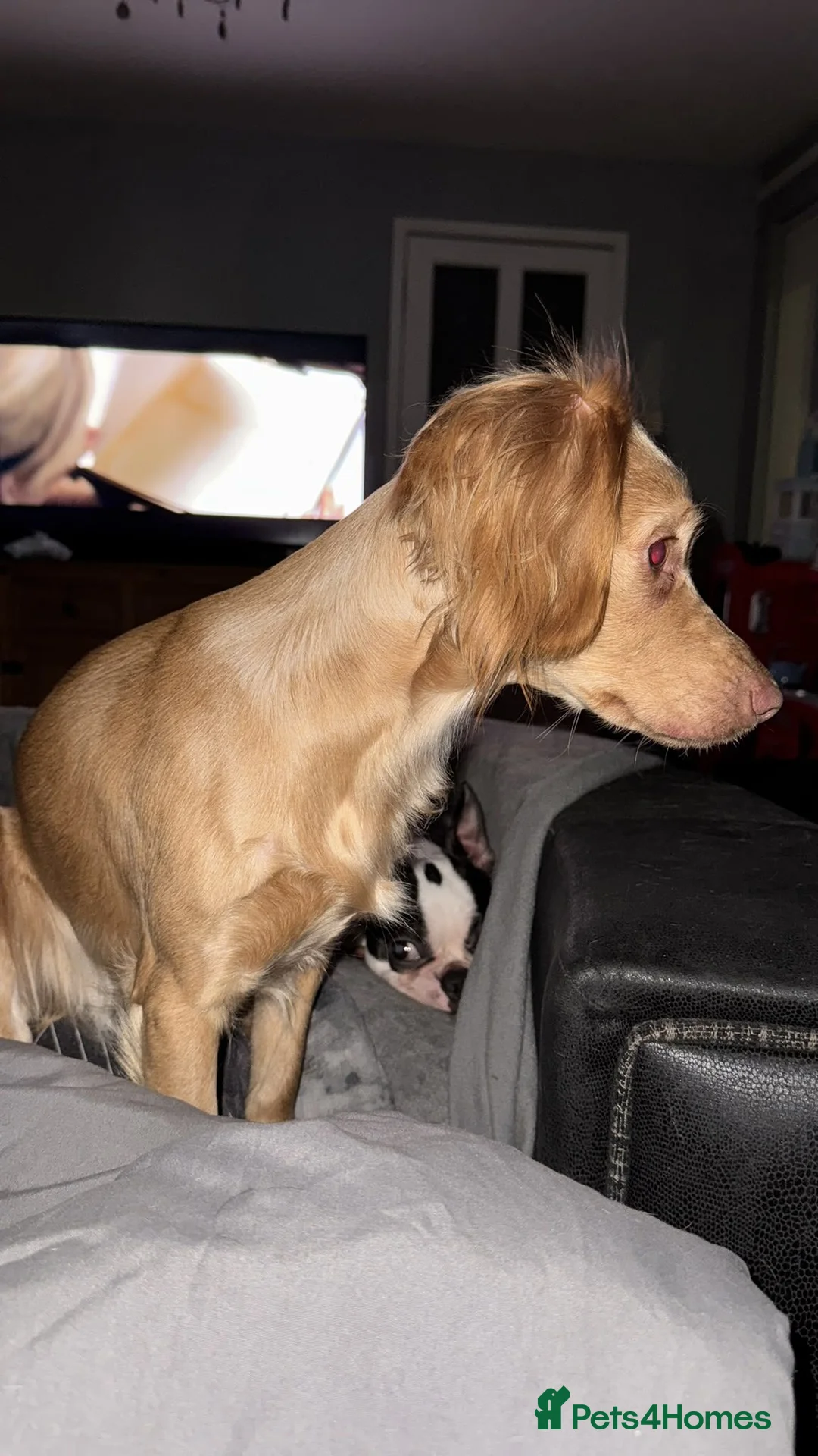 King Charles Spaniel dogs for sale: Dog for sale - Advert 2