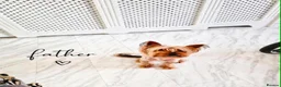 Yorkshire Terrier dogs for sale: She’s ready to leave now for her new loving home  in Bolton - Advert 4